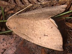 Mnesampela heliochrysa