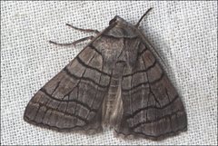 Liometopa rectilinea
