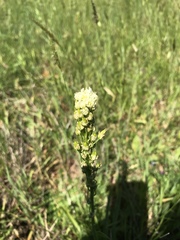 Toxicoscordion venenosum