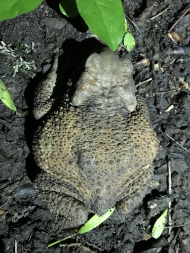Caucasian Toad, Krasnodar, RU, photo 8 of 10