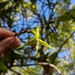 Bulbophyllum guamense - Photo (c) js671，保留部份權利CC BY-NC