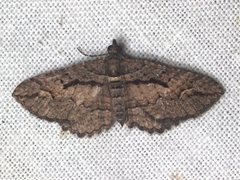 Chrysolarentia plagiocausta