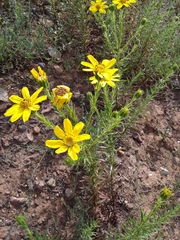 Adenothamnus validus