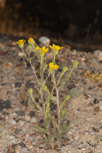 red rock tarplant (Deinandra arida)