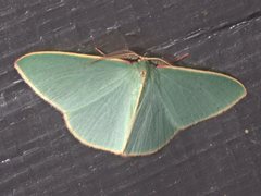 Chlorocoma assimilis