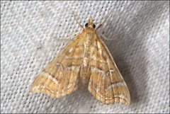 Musotima ochropteralis