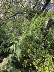 Rumex patientia orientalis