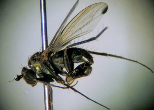 Dolichopus jaquesi