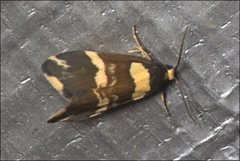 Thallarcha phalarota