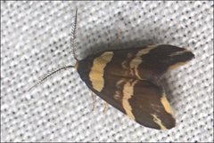 Thallarcha phalarota