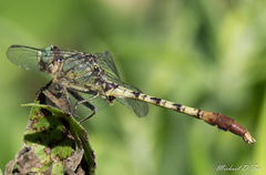 Arigomphus submedianus