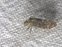 Myopsocus