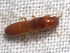 Kalotermitidae