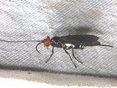 Callibracon capitator