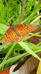 Dione glycera