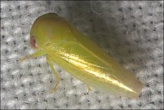Rosopaella leurensis