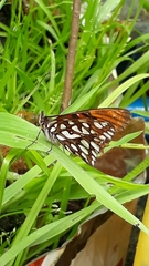 Dione glycera