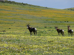 Damaliscus pygargus pygargus