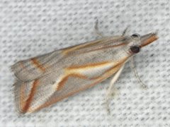 Arotrophora arcuatalis