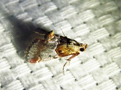 Cacozelia basiochrealis