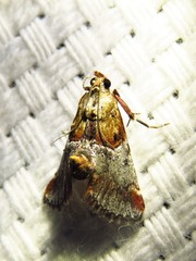Cacozelia basiochrealis