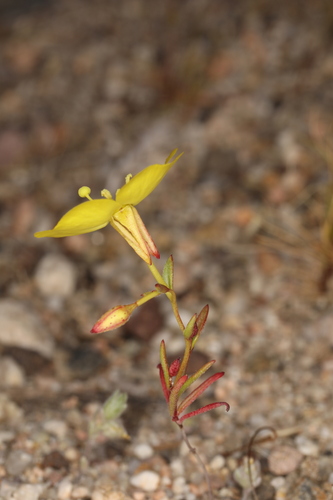Image of Camissonia campestris by (c) Steve Matson, some rights reserved (CC BY)