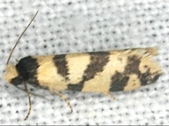 Lepidoscia characota