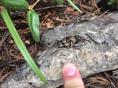 Cyphoderris monstrosa