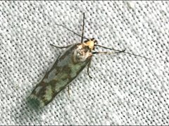 Myrascia bracteatella