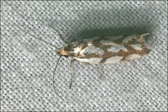 Myrascia bracteatella