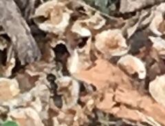 Camponotus pennsylvanicus