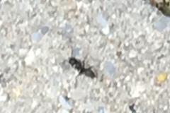 Camponotus pennsylvanicus