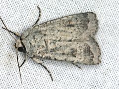 Proteuxoa amaurodes