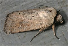 Proteuxoa leptochroa