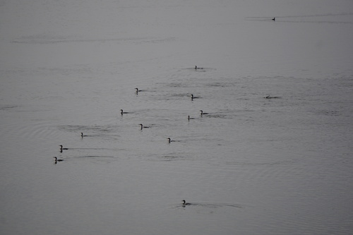 Great Cormorant