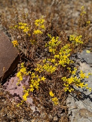 Dudleya variegata