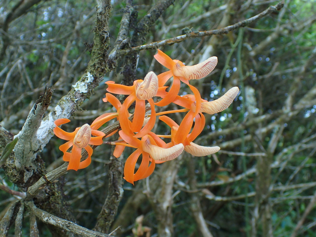 Dendrobium unicum Seidenf. 2