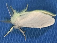 Euproctis melanosoma