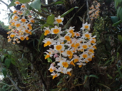 Dendrobium thyrsiflorum
