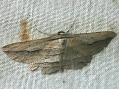 Euphronarcha luxaria