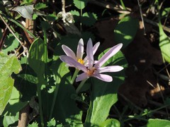 Colchicum longifolium