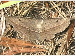 Phallaria ophiusaria