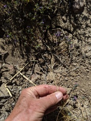 Deschampsia danthonioides