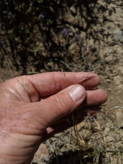 Deschampsia danthonioides