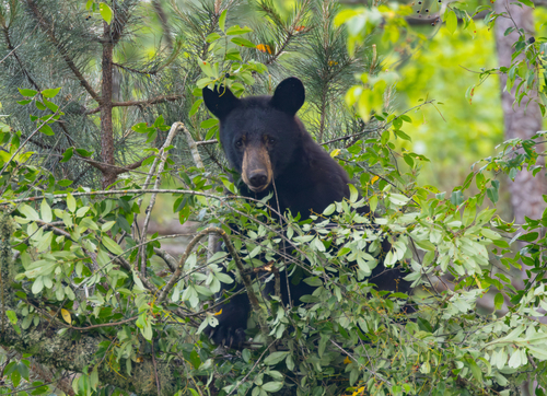 American Black Bear photographed in Georgia