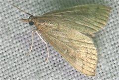 Metasia dicealis
