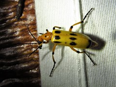 Pyrota fasciata