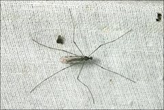 Dicranomyia