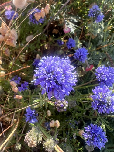 Gilia capitata
