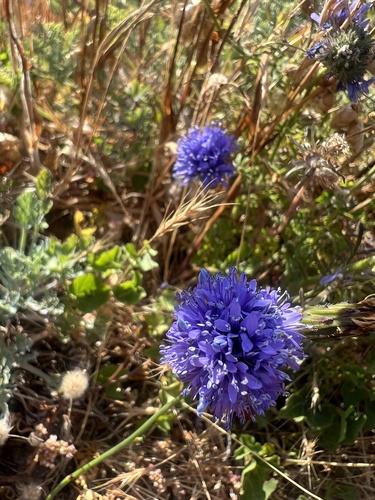 Gilia capitata